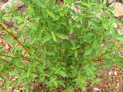 Lippia graveolens