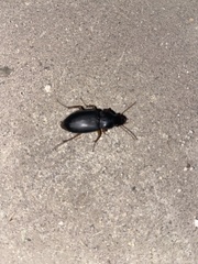 Harpalus pensylvanicus