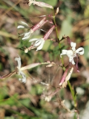 Silene tatarica