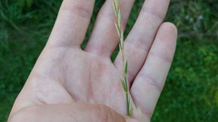 Elymus repens