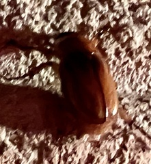Cyclocephala