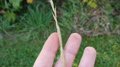 Elymus repens
