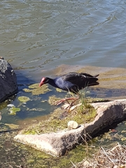 Porphyrio melanotus