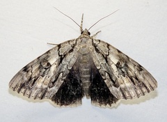 Catocala retecta
