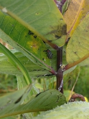 Disonycha pensylvanica