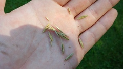 Elymus repens