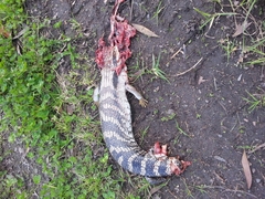 Tiliqua scincoides