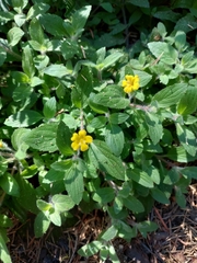 Erythranthe moschata