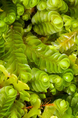 Plagiochila