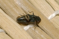 Deltocephalus pulicaris