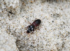 Clivina