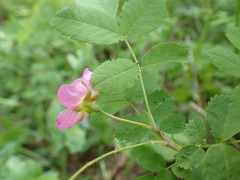 Rosa acicularis