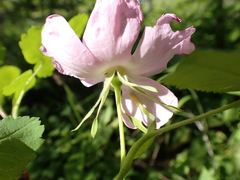 Rosa acicularis
