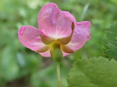 Rosa acicularis