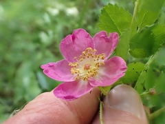 Rosa acicularis