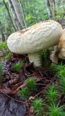 Lactarius pubescens