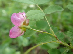 Rosa acicularis