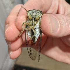 Neotibicen