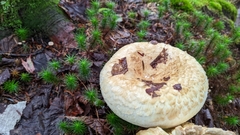 Lactarius pubescens
