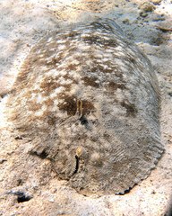 Phyllichthys punctatus