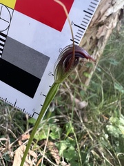 Pterostylis pedunculata