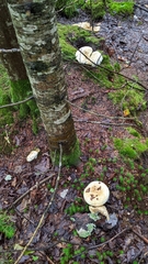 Lactarius pubescens