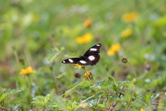 Hypolimnas misippus