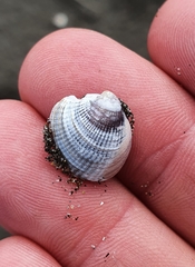 Austrovenus stutchburyi