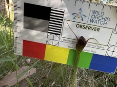 Pterostylis pedunculata