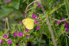 Eurema blanda