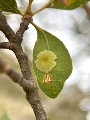 Andricus pattersonae