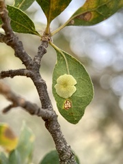 Andricus pattersonae