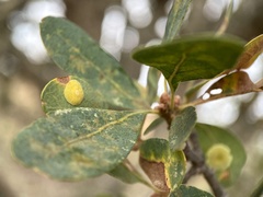 Andricus pattersonae