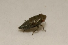 Deltocephalus pulicaris