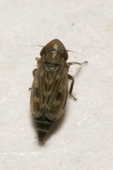 Deltocephalus pulicaris