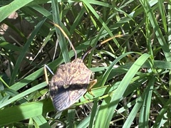 Poecilometis strigatus