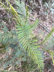 Acacia loroloba