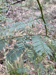 Acacia loroloba