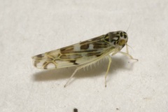 Eupteryx curtisii