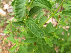 Lippia graveolens