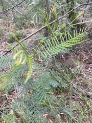 Acacia loroloba