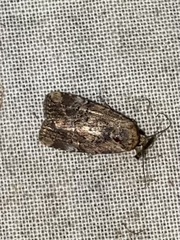 Elaphria chalcedonia