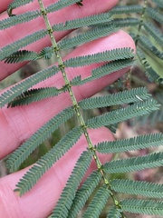 Acacia loroloba