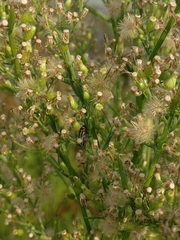 Disonycha pensylvanica