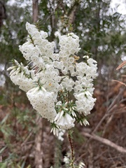 Epacris