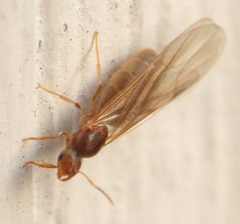 Brachymyrmex depilis