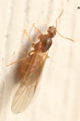 Brachymyrmex depilis