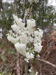 Epacris