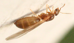 Brachymyrmex depilis