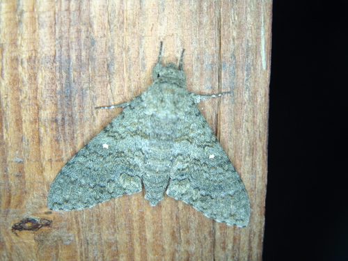 Muscosa Sphinx photo 3
